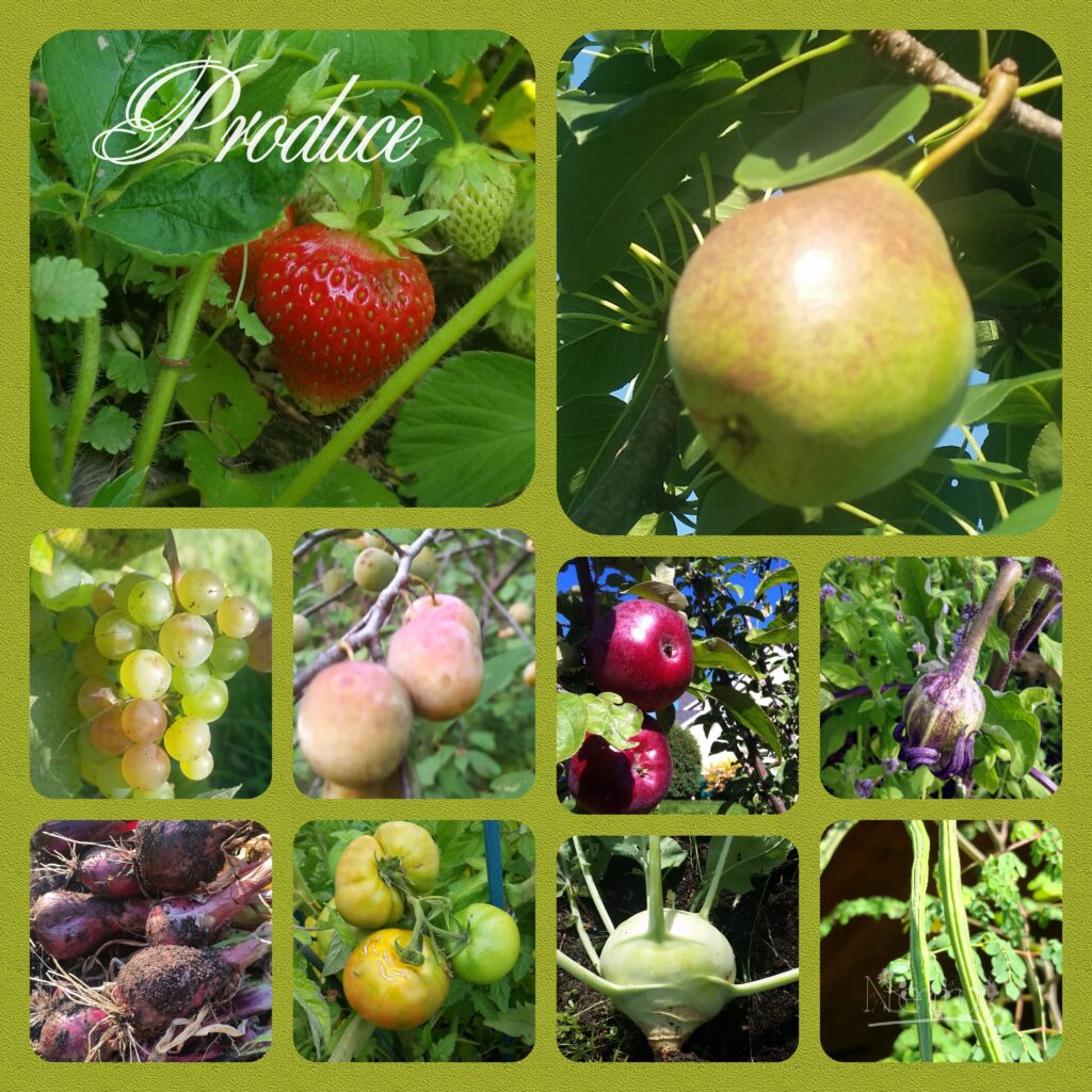 Fruits and Vegetables from Zone 4B