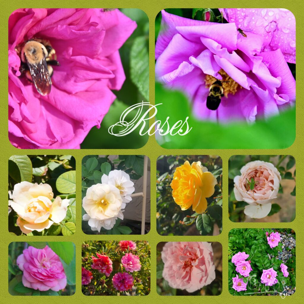 Roses