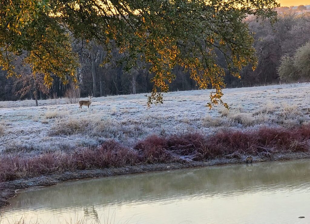 Psalm 42:1 As the deer pants for streams of water, so my soul pants for you, my God.